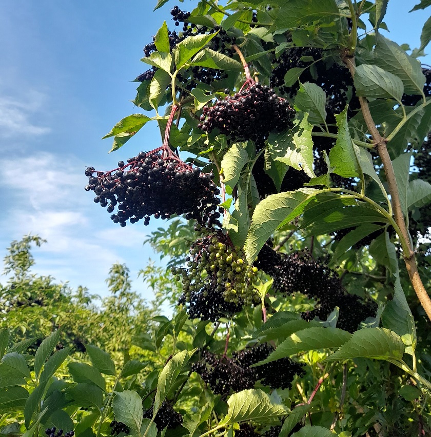Egzamin na inspektorów rolnictwa ekologicznego
